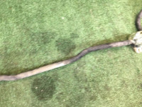 Front anti-roll bar SUBARU LEGACY OEM 20401AE000 BHE BH9 BH5 BE5 BE9 BEE 2001 EJ254 AT