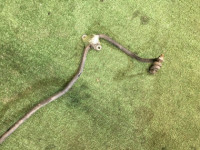 เหล็กกันโคลงหลัง 15.9мм SUBARU OUTBACK OEM 20451AG070 BP5 BL5 BLE BPE BPH BL9 BP9 2007 EJ253 AT