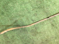 Rear anti-roll bar 16мм SUBARU LEGACY OEM 20451AE010 BHE BH9 BH5 BE5 BE9 BEE 2001 EJ206 AT