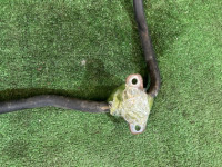 เหล็กกันโคลงหลัง D=17.3 SUBARU LEGACY OEM 20451AG080 BP5 2007 EJ20X AT