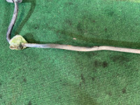 Rear anti-roll bar D=15 SUBARU FORESTER OEM 20450FC010 SF5 1998 EJ205 AT