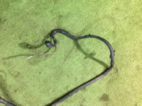 Battery cables SUBARU LEGACY OEM 81601AC000 BG5 1997 EJ20H