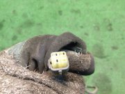 Sonda lambda SUBARU LEGACY OEM 22690AA190, 43SU02, 81014, 90204, 90070, BF4 1993 EJ20E