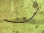 Proteção da cava da roda direita SUBARU LANCASTER OEM 91022AE000, 91016SA000 BH9 1999 beige 8L5